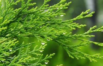 掉发,脱发,早生白发,用这个树叶煮水洗洗就好了