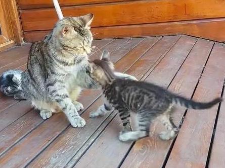 蹭人的猫咪身上湿漉漉的,知道这水的来源后,感觉超有爱!