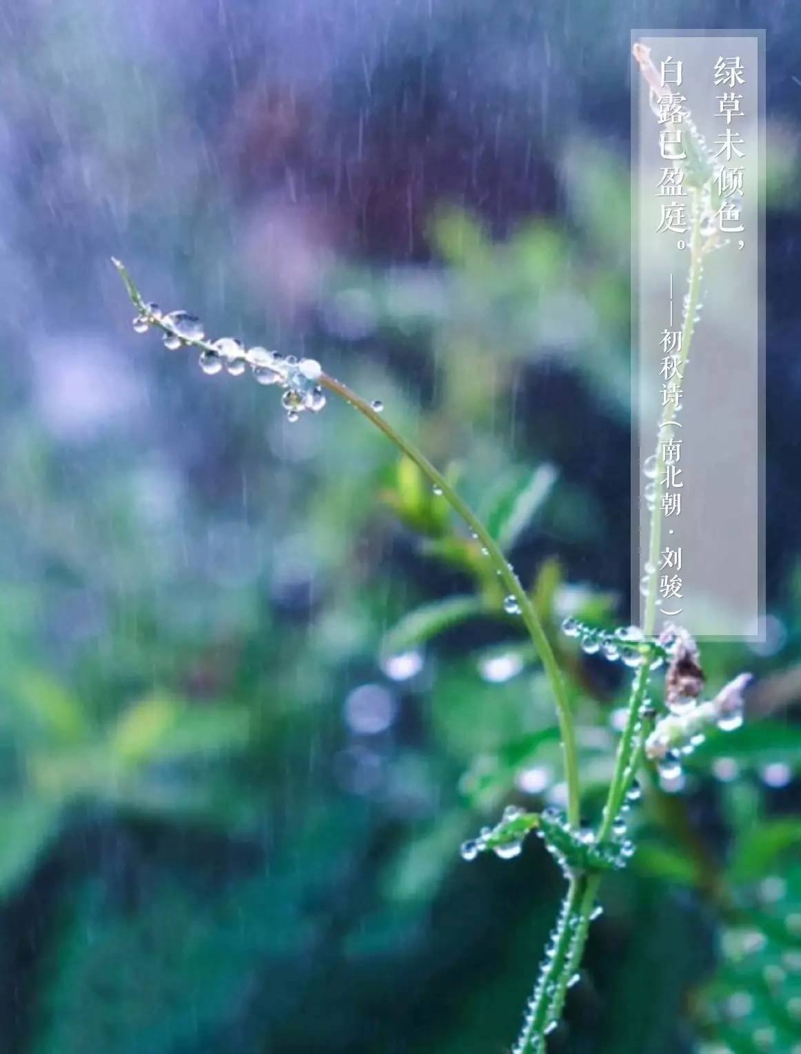 白露 | 夏尽炎气微，火息凉风生|凉风|鸿雁|天气_新浪新闻