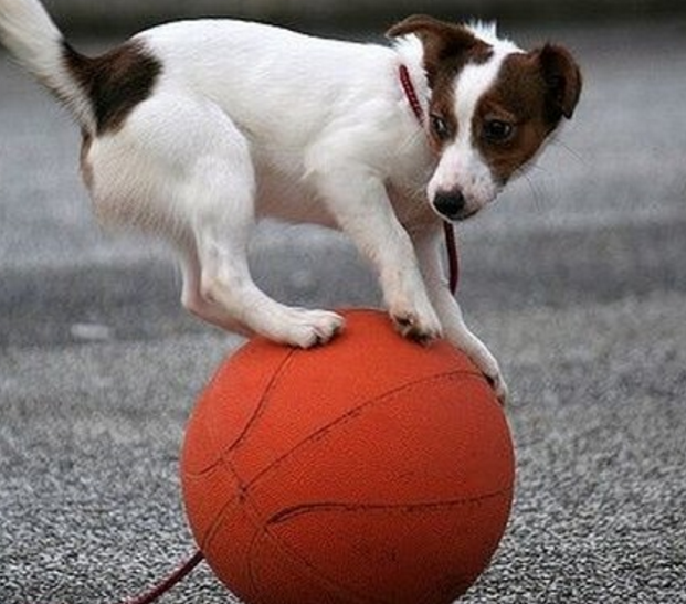 篮球无止境,当狗狗也开始玩起了篮球,既萌又感人!