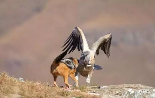 两胡狼内斗争抢,秃鹫趁机捡漏猎物得利?