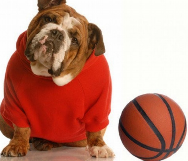 篮球无止境,当狗狗也开始玩起了篮球,既萌又感人!