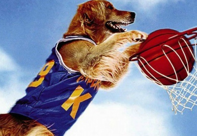 篮球无止境,当狗狗也开始玩起了篮球,既萌又感人!