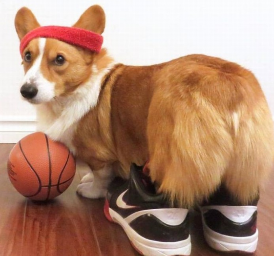 篮球无止境,当狗狗也开始玩起了篮球,既萌又感人!