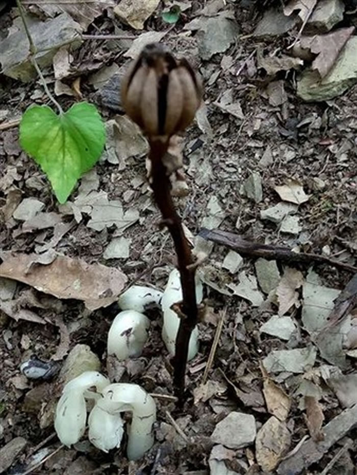 四川发现白色透明的水晶兰 很像大战僵尸里的植物