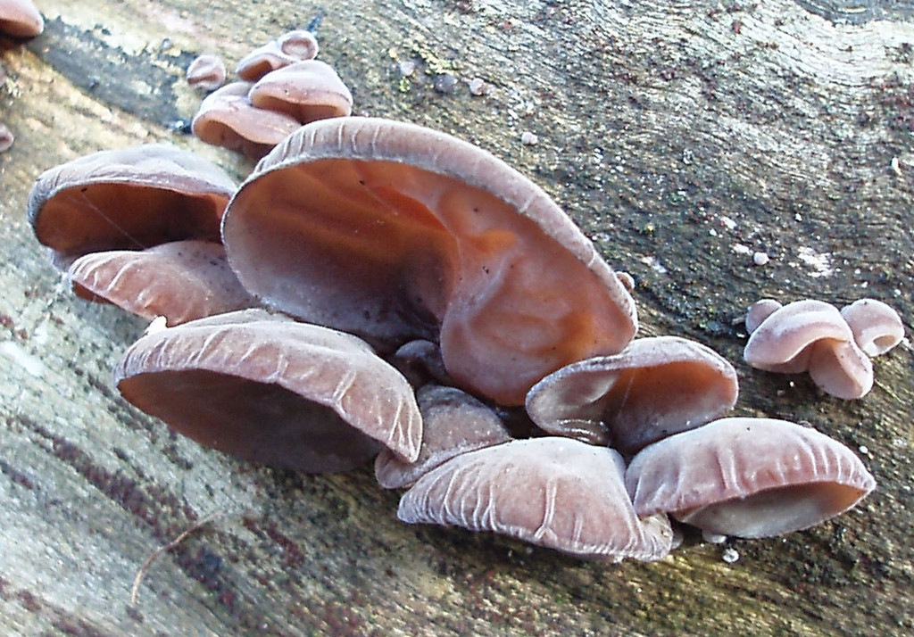 胃肠手术后,补益脾气,补血养阴的药膳,都在这了!