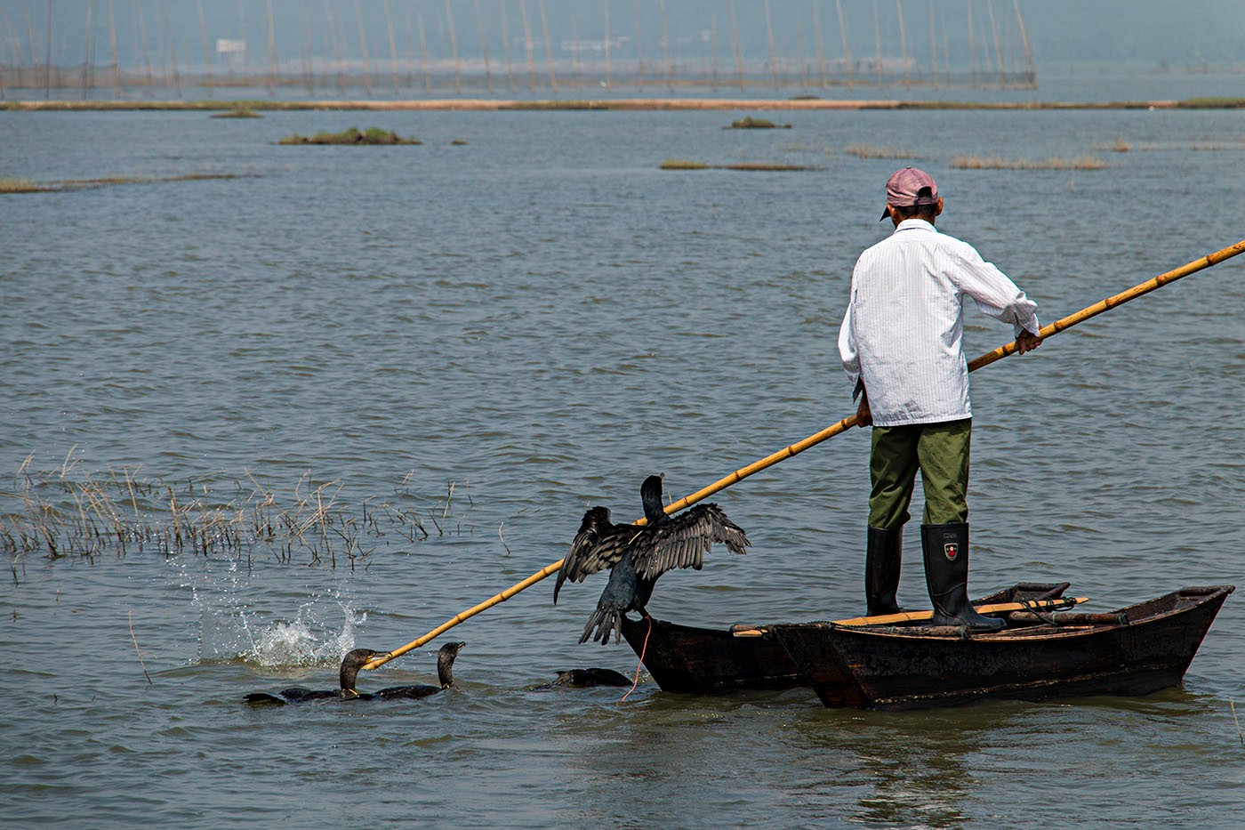一只竹竿,一艘小船,渔民张师傅把鸬鹚们赶下水去,挥着长杆哼着小曲
