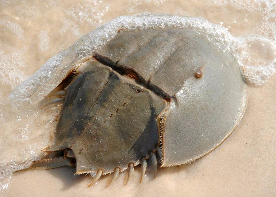 蝎鲎它的身体分为三部分:最大的部分是头胸部,然后是分节的腹部,再