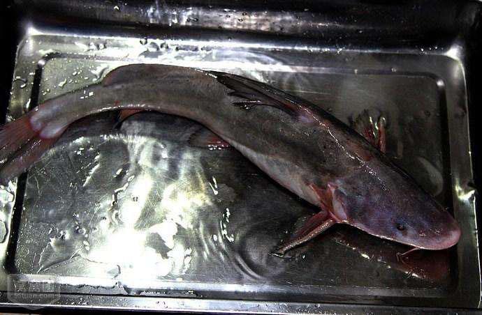 被称为"长江三鲜"之一的鮰鱼, 白嫩肥美, 很难吃到