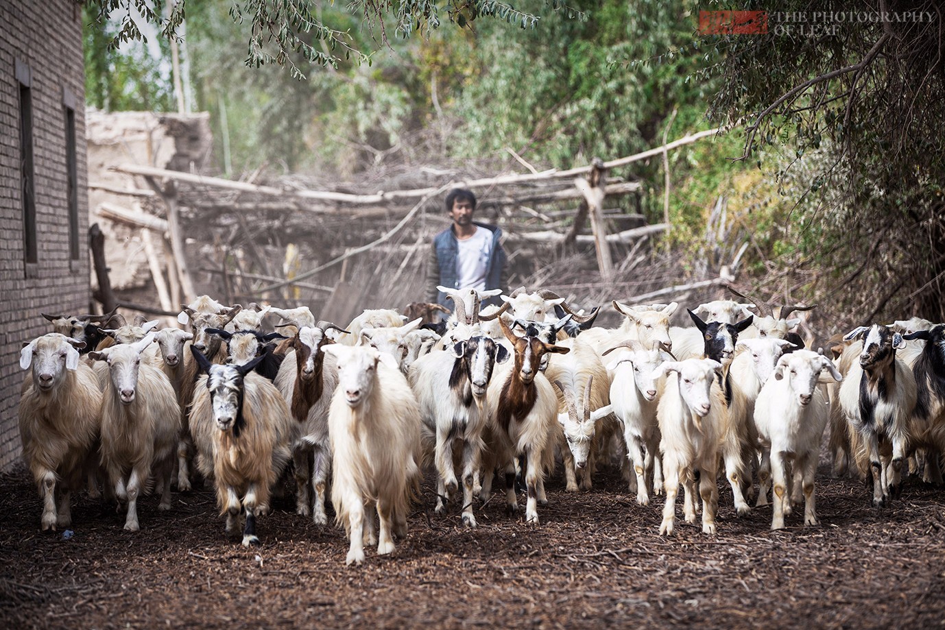 "这首歌唱的是新疆喀什巴尔楚克羊.
