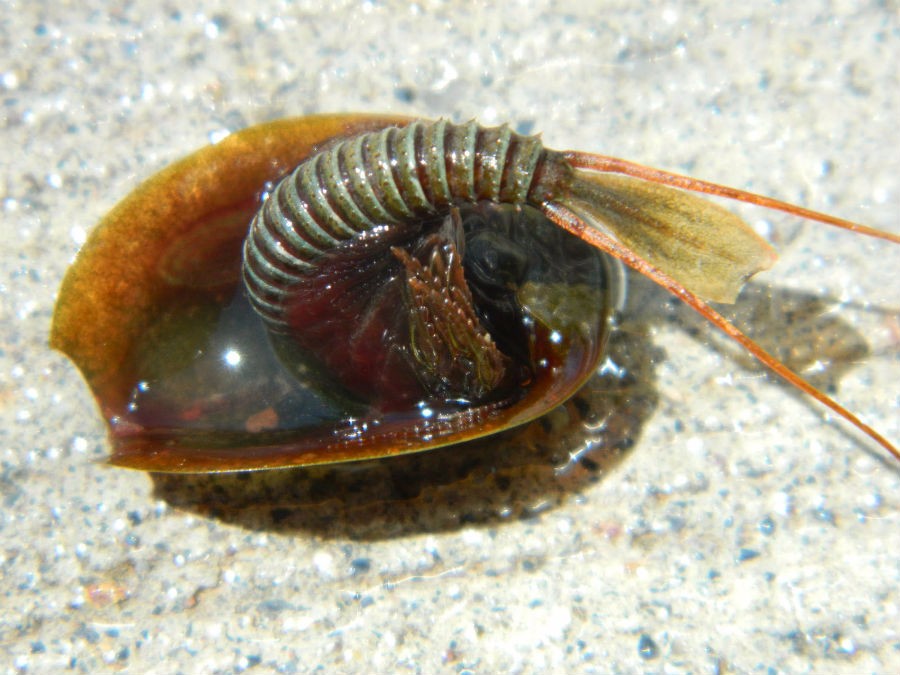 世界上仍然存在的7大史前生物!你认识哪一个?