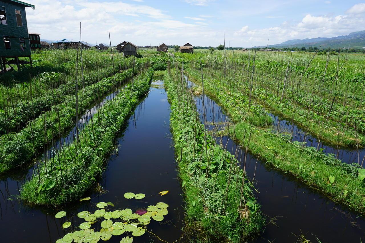 在水上飘的菜园渔民把菜园盖湖面上田埂里游满鱼