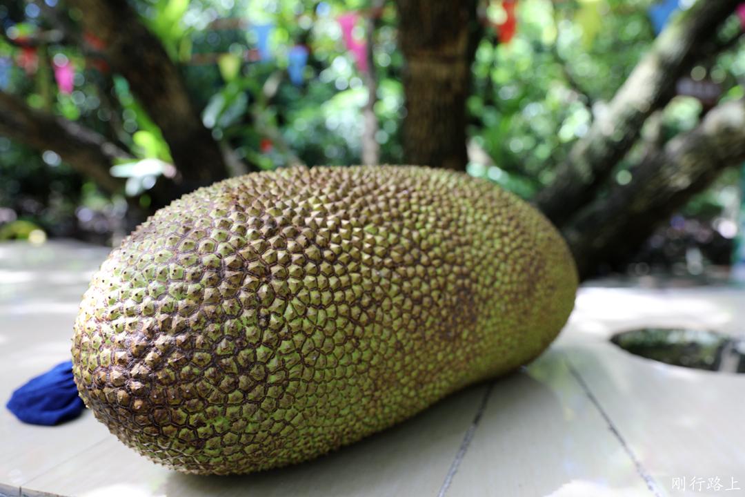菠萝蜜比西瓜大游客采摘以后想带背不动