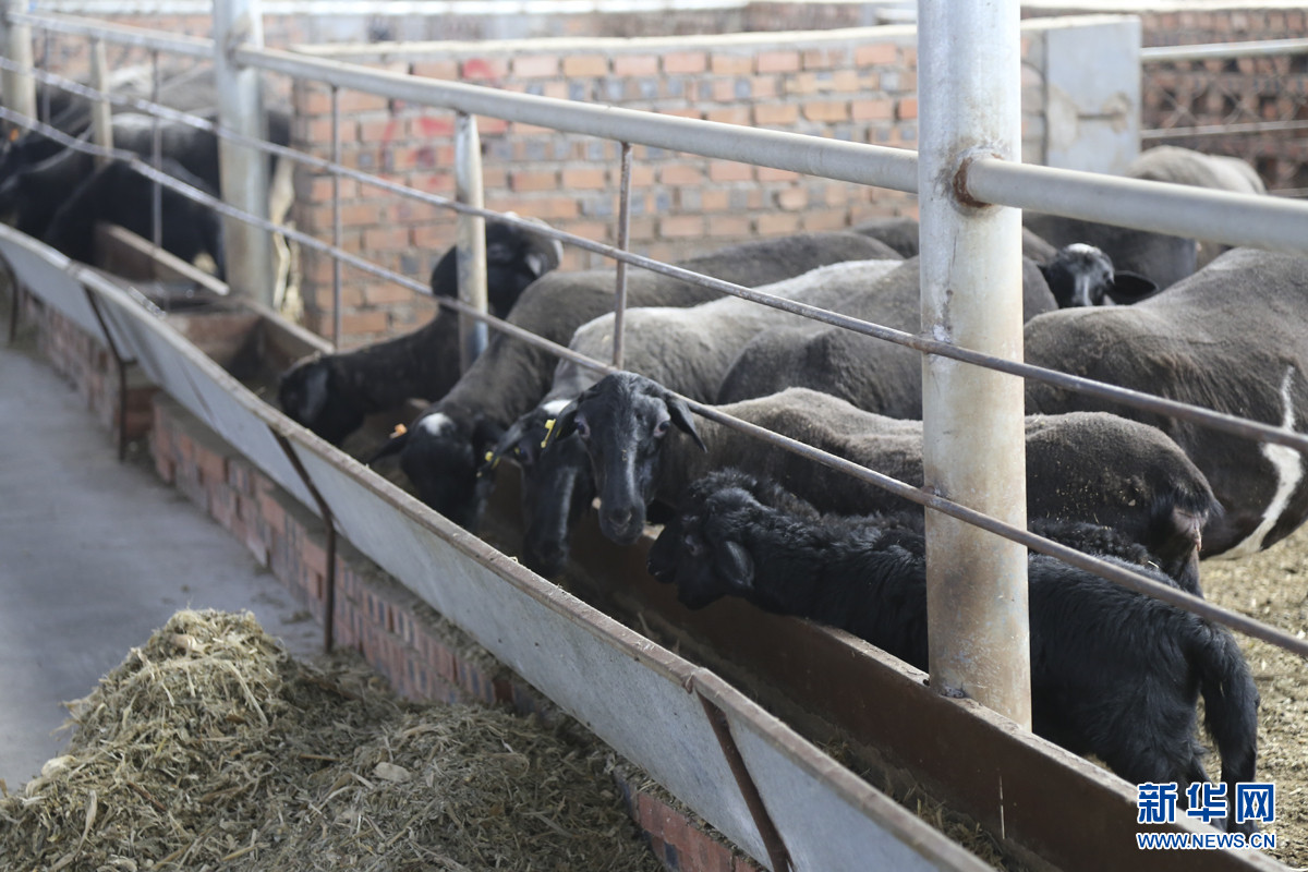 临城:乌骨羊养殖助农脱贫