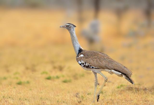 孙悟空最狼狈的一次战斗,为了保命他使出这样的招数