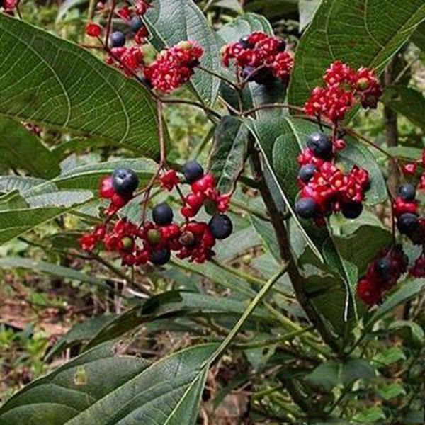 女儿红根别名鸭公青(《草木便方》),鸭公头,消黄散(《贵州民间药物》