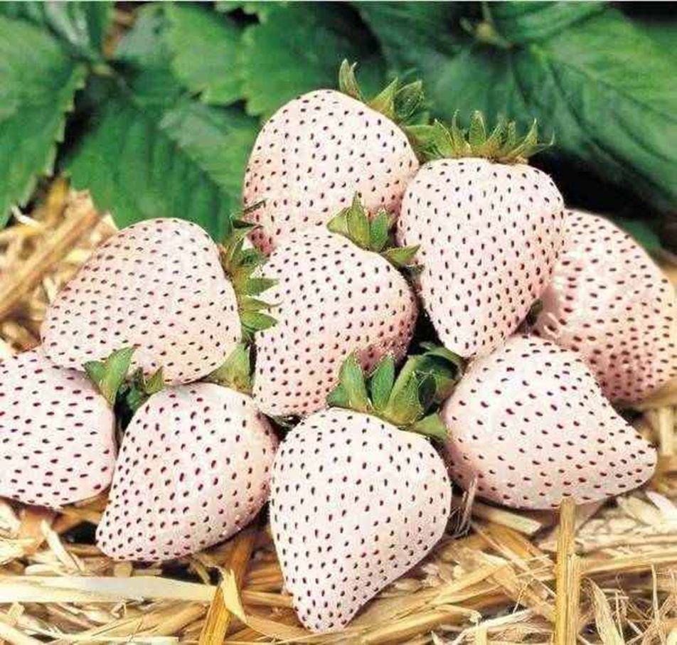 这些奇异的水果,有些没见过,但有种绝对都吃过!