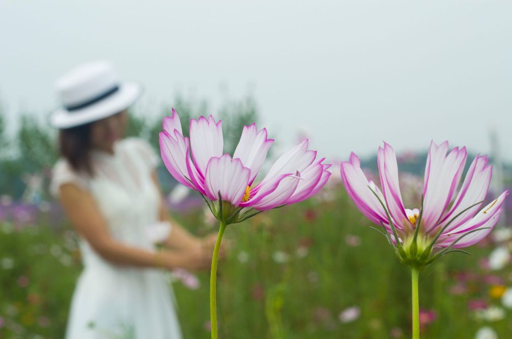 告诉你在熏衣草园拍照适合穿什么颜色的衣服!