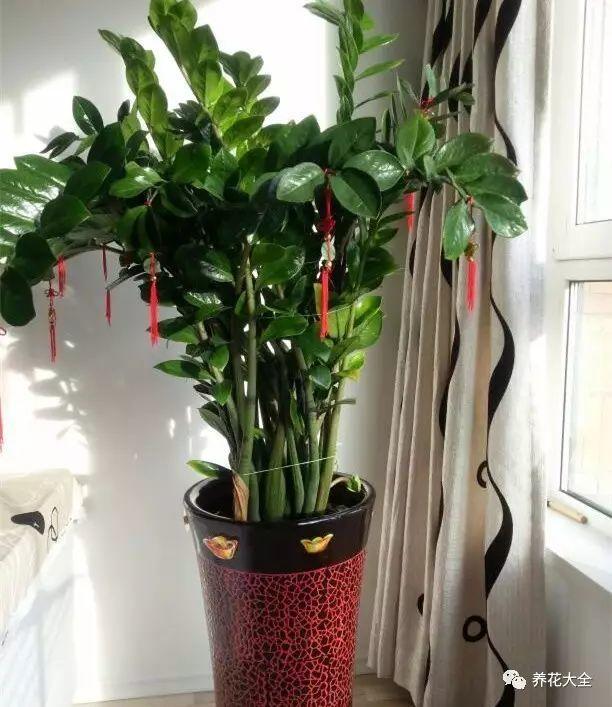 这些花摆对位置招财安康,摆错了可不会让人转运