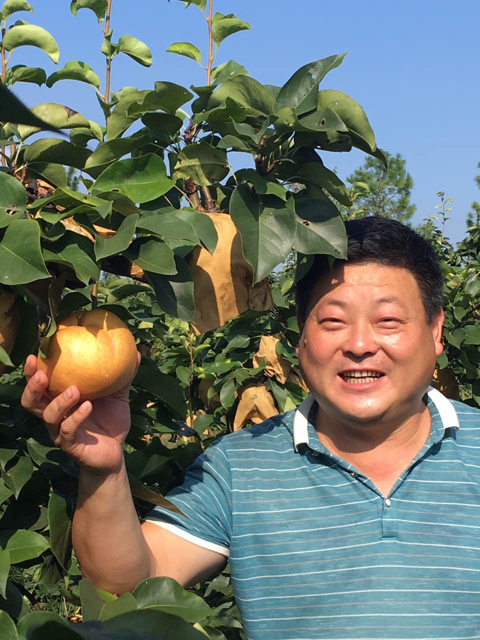 胡荣军的晚秋黄梨大果园