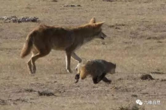 獾狼相争?美洲獾和郊狼却“化敌为友”|美洲|郊狼|动物_新浪新闻