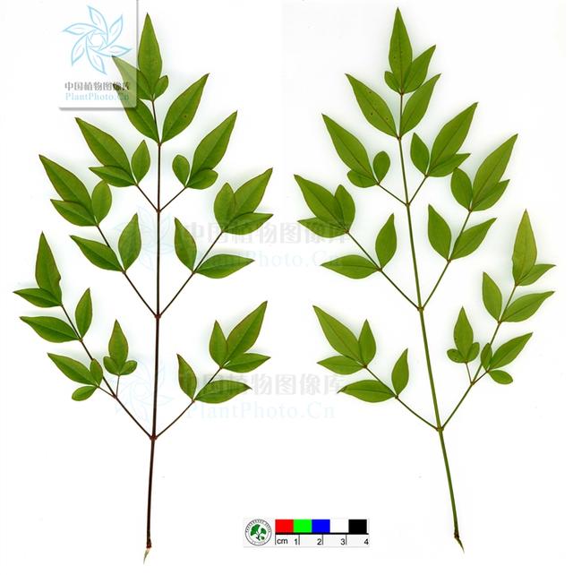 ▽三回羽状羽状复叶,互生,集生于茎的上部,长30-50厘米.