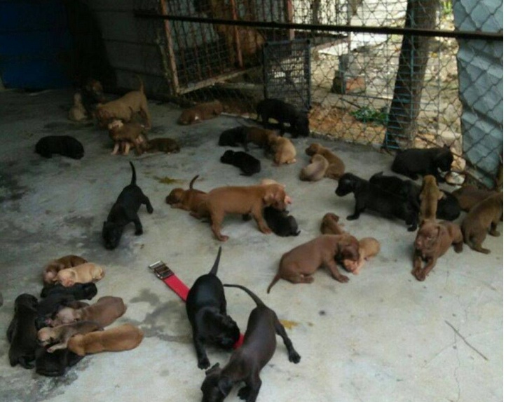 直击狗场百头宠物狗如果免费你会选几只