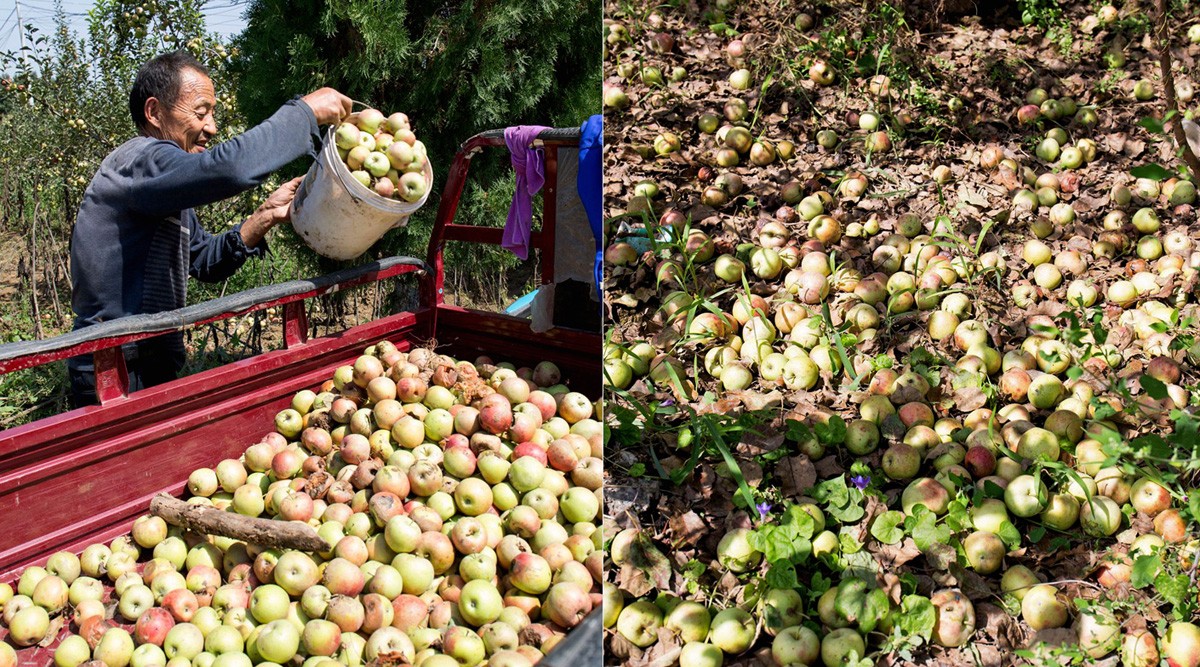 9月11日,摄影师在河南灵宝市焦村镇路边的苹果园看到,很多苹果树树叶