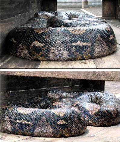 地球上最大的蛇,印尼巨蟒重达894斤,一口整吞活人