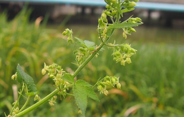 葎草:喝过啤酒未必见过啤酒花,应该见过他兄弟我__财经头条
