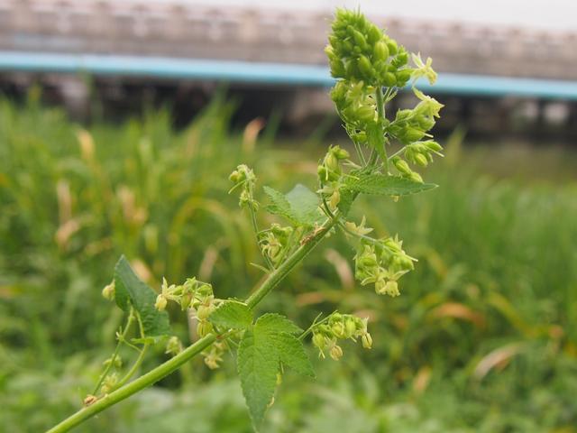 葎草:喝过啤酒未必见过啤酒花,应该见过他兄弟我__财经头条