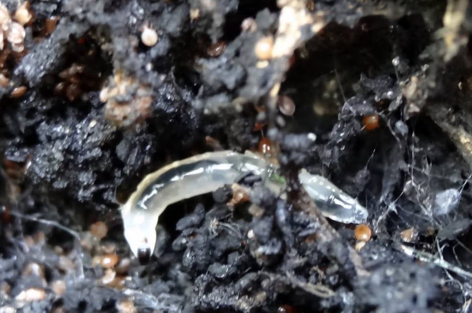 盆栽植物枝叶和土壤都长满虫子该怎么办