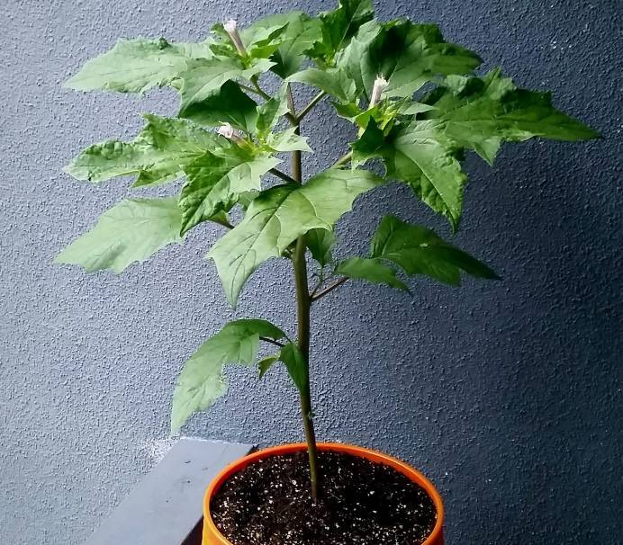 盆栽能花开满枝的曼陀罗为什么现在没有人养了