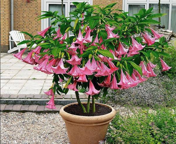 盆栽能花开满枝的曼陀罗为什么现在没有人养了