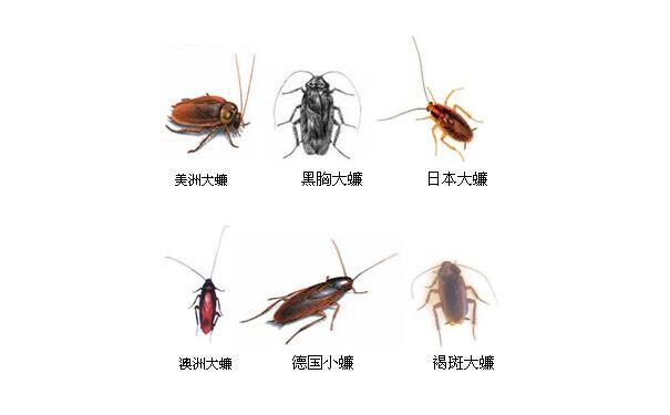 你知道曱甴是什么吗在你们那里这个怎么说