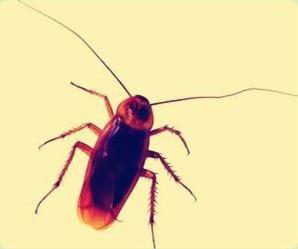 你知道曱甴是什么吗在你们那里这个怎么说