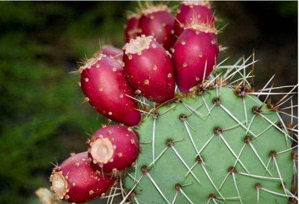 仙人掌果,香甜爽口,你却不一定吃过