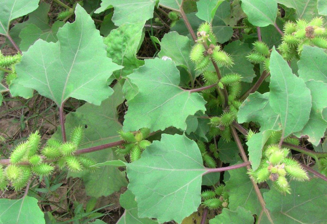 苍耳是生草本植物,民间所用治疗鼻炎的偏方中很多都有地方苍耳子的