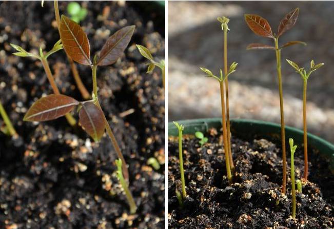 龙眼的果核养成室内盆栽的全过程,几天就能养出来