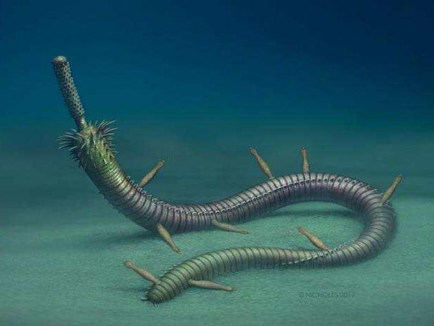 首次发现最早共生蠕形动物,5.2亿年前的吸盘古宿虫