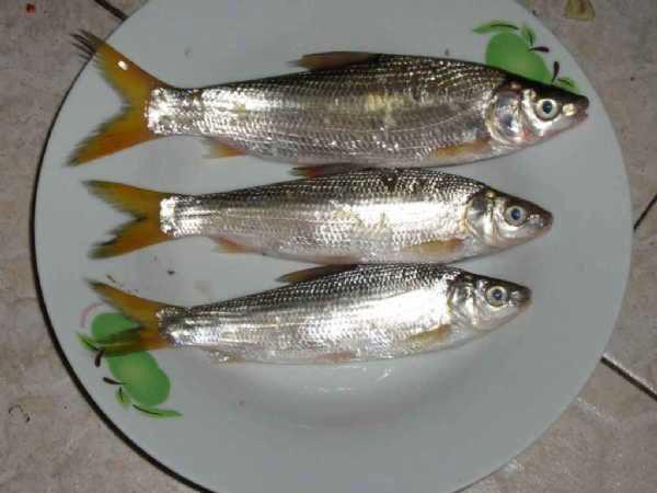 此鱼力大性急, 鱼尾为黄色, 因此得名"黄尾鱼"