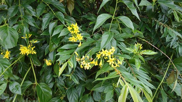 断肠草奇毒无比,竟然是湿疹跌打损伤的克星!