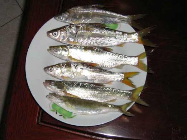 此鱼力大性急, 鱼尾为黄色, 因此得名"黄尾鱼"