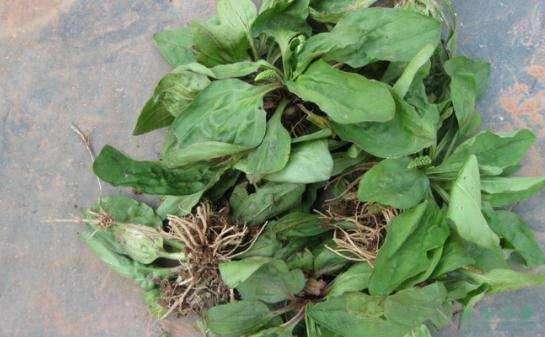 吃这些食材, 防止痛风发作很简单|菊苣|痛风|车前子_新浪新闻