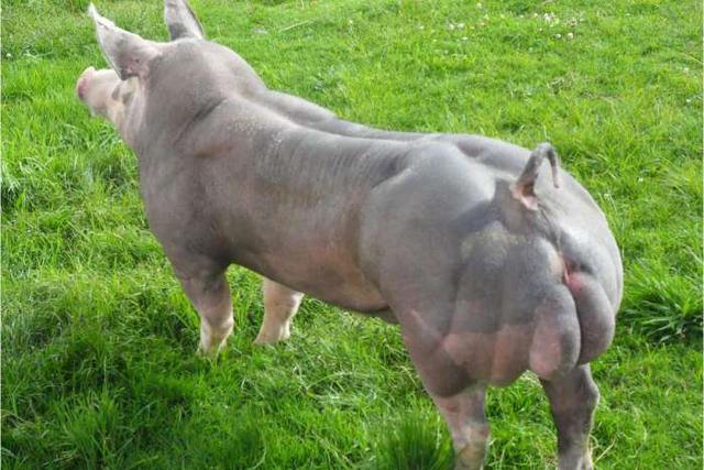 话说你看到这种猪,想吃吗,和我国的猪比,是不是有巨大的优势,产肉多.