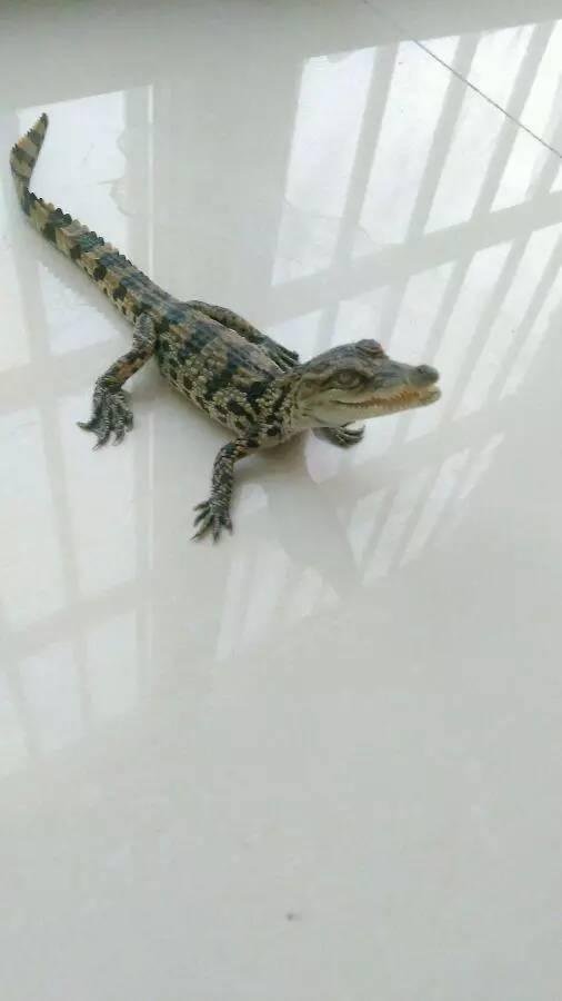 带鳄鱼回家忘记把哈士奇关好,鳄鱼:我有不好的预感