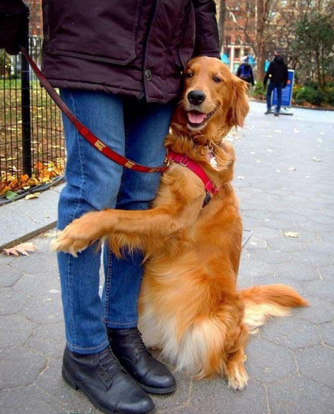 金毛大街上遇人就撒娇求抱抱,还收获了大量粉丝|粉丝|大街|主人_新浪