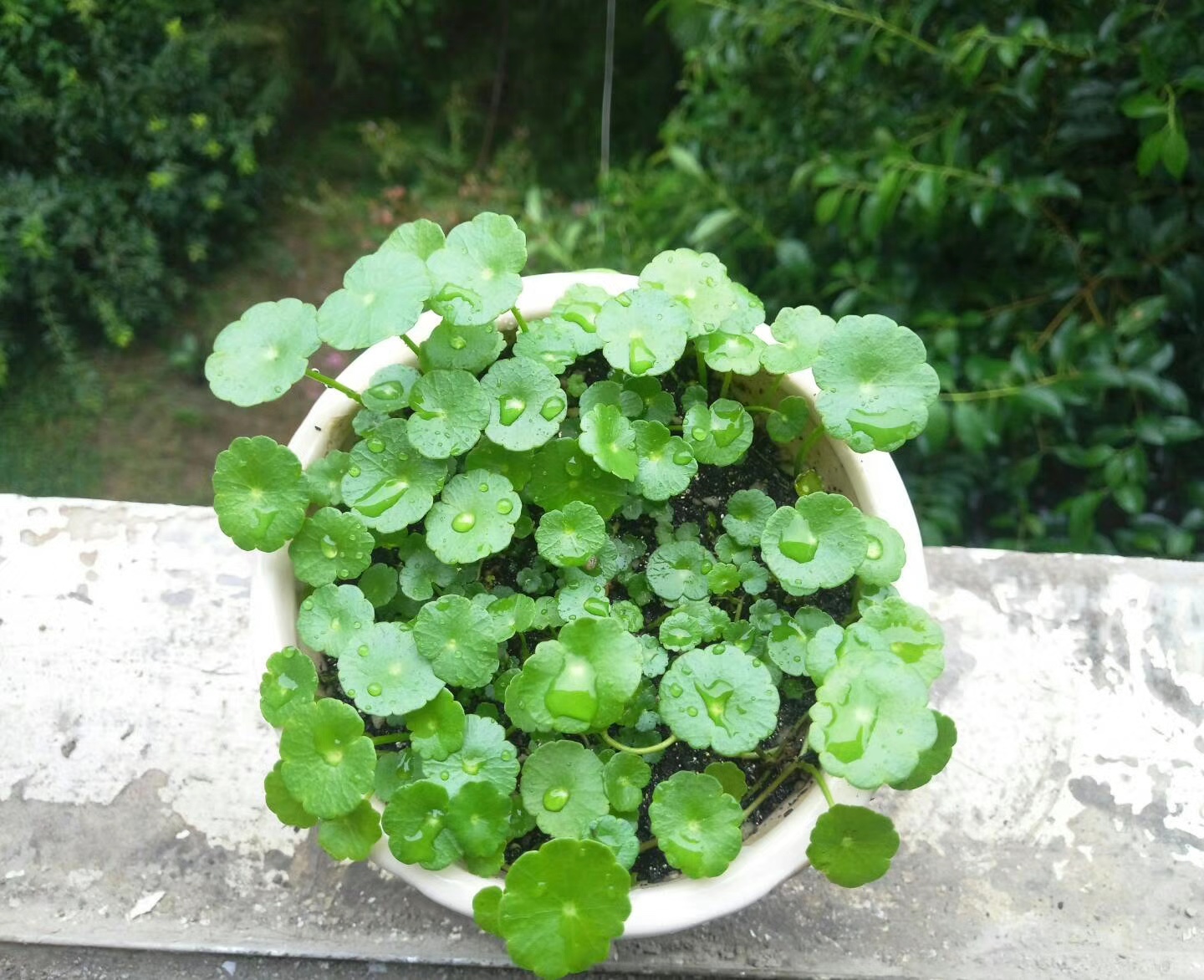 一个月前种下的铜钱草根茎,长得好快啊!_新浪看点