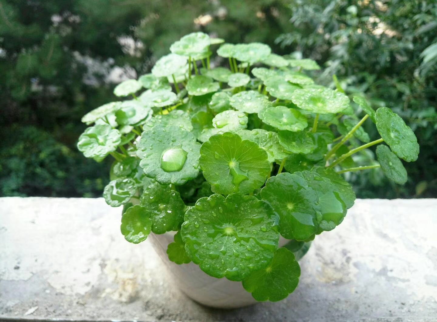 一个月前种下的铜钱草根茎,长得好快啊!_新浪看点