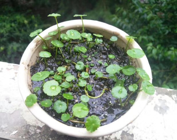 一个月前种下的铜钱草根茎,长得好快啊!_新浪看点